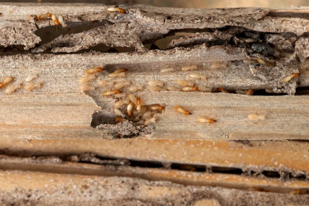 Best Emergency Pest Control  in Olympia Heights, FL